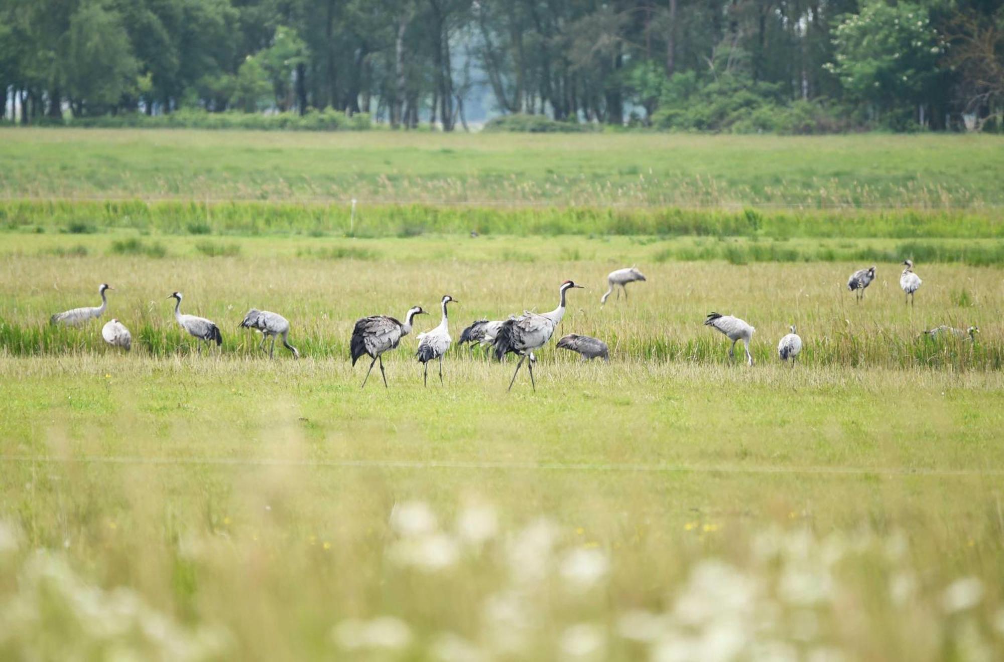 Wiesenkieker Am Ostseestrand Wustrow  Ngoại thất bức ảnh